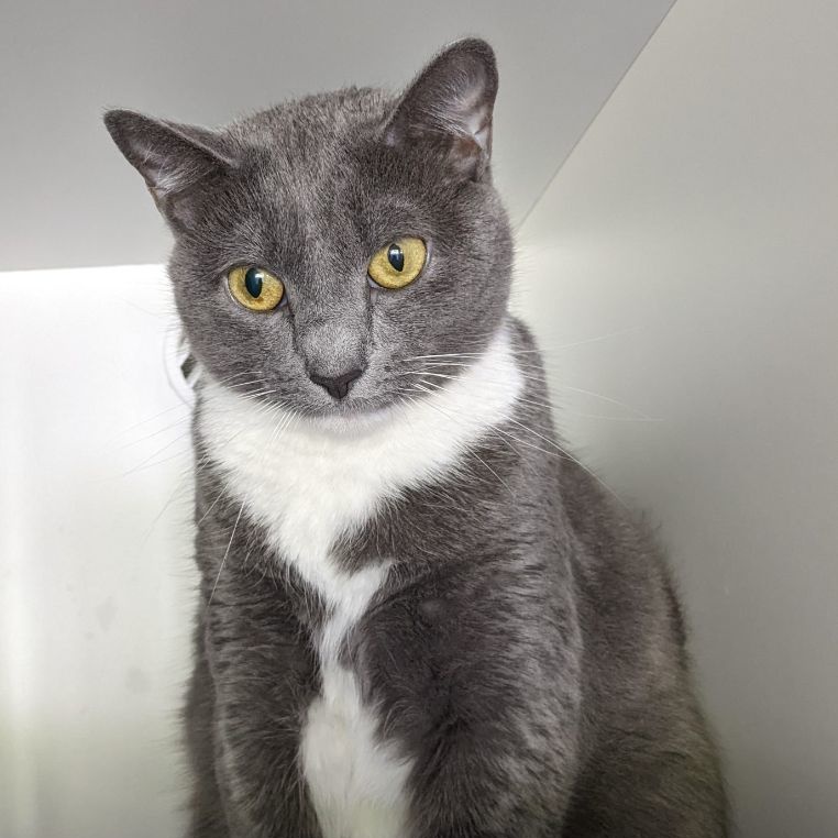 Enlarge Cami, a Adoptable Domestic Short Hair in Floyd, VA image 1/6