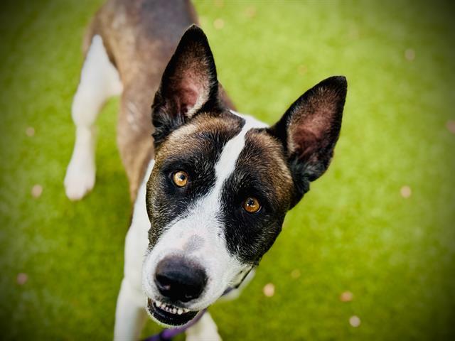 BELLA, Adoptable, Adult Female Pit Bull Terrier & Mixed Breed.