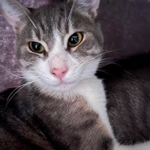 Levi