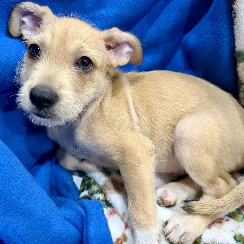 Enlarge Clay, a Adoptable mixed breed in Ennis, TX image 1/2