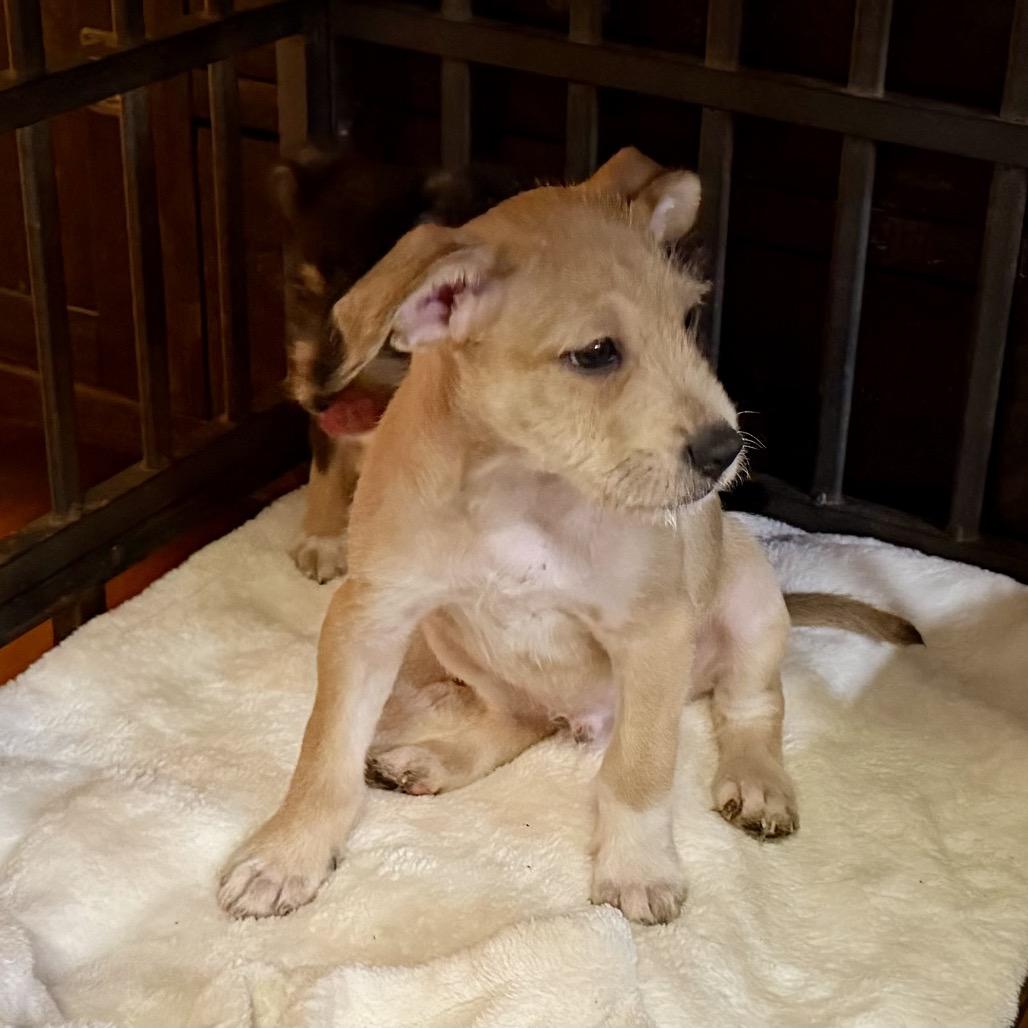 Enlarge Clay, a Adoptable mixed breed in Ennis, TX image 2/2