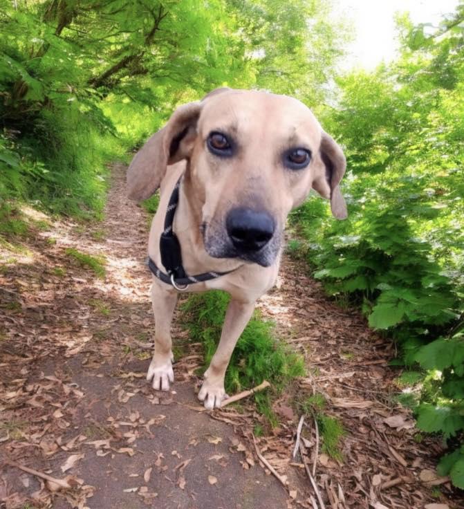 Curtis, a Adoptable mixed breed image 1/3