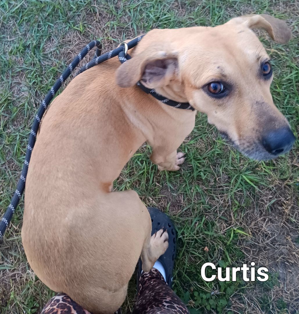 Curtis, a Adoptable mixed breed image 2/3