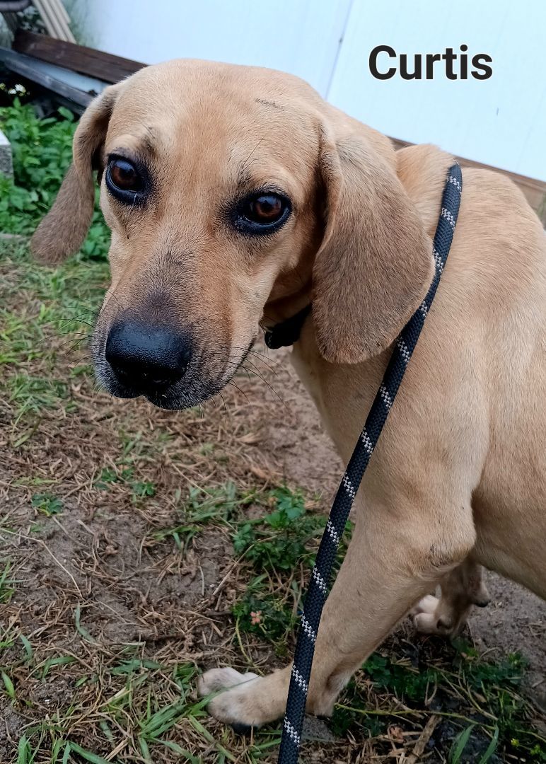 Curtis, a Adoptable mixed breed image 3/3