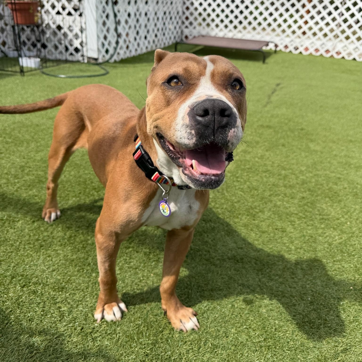 Enlarge Chloe, a Adoptable Pit Bull Terrier in Sun Valley, CA image 1/6