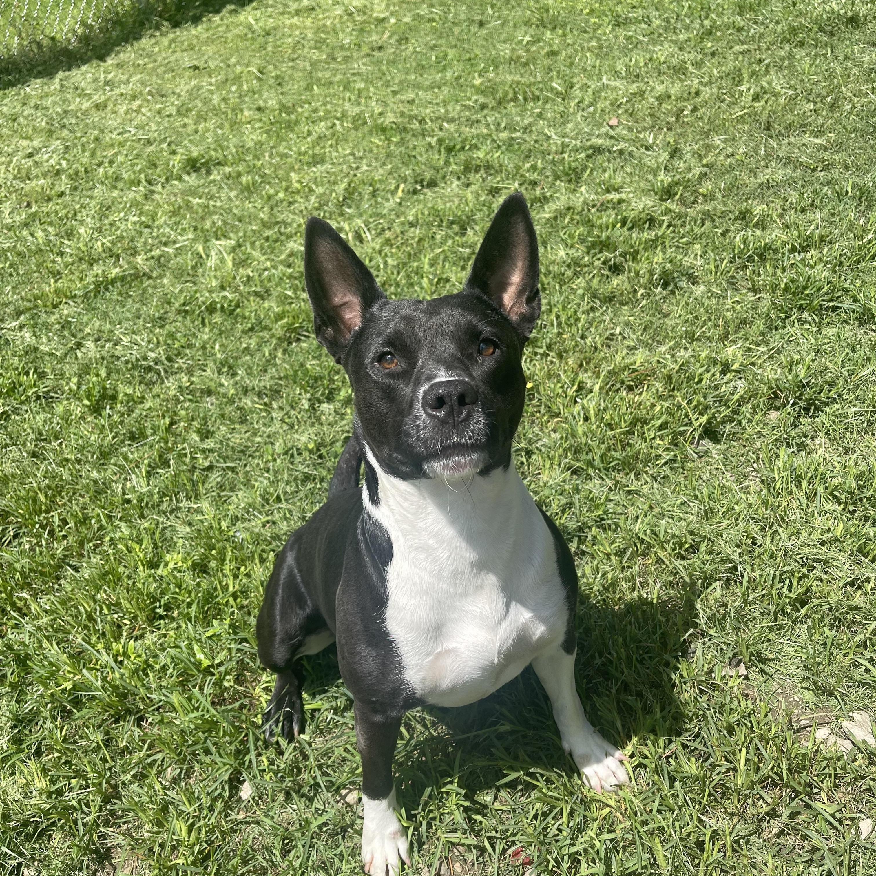 Lira, a Adoptable mixed breed in Baker, LA image 6/6