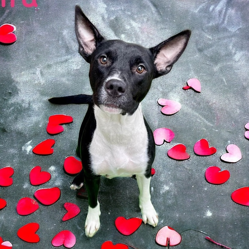 Lira, a Adoptable mixed breed in Baker, LA image 2/6