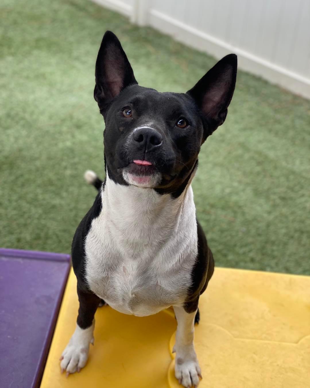 Lira, a Adoptable mixed breed in Baker, LA image 3/6