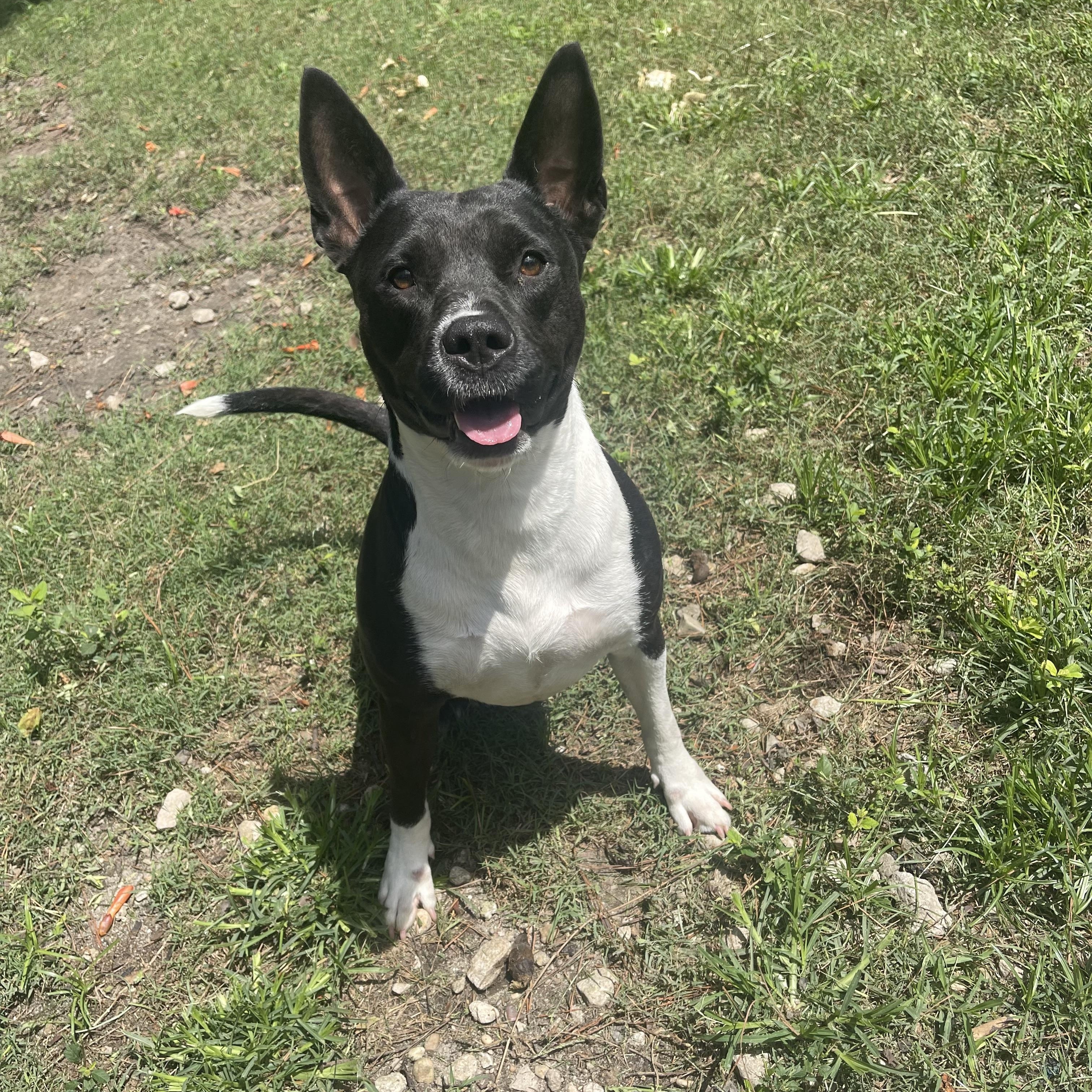 Lira, Adoptable, Adult Female Terrier & Mixed Breed.