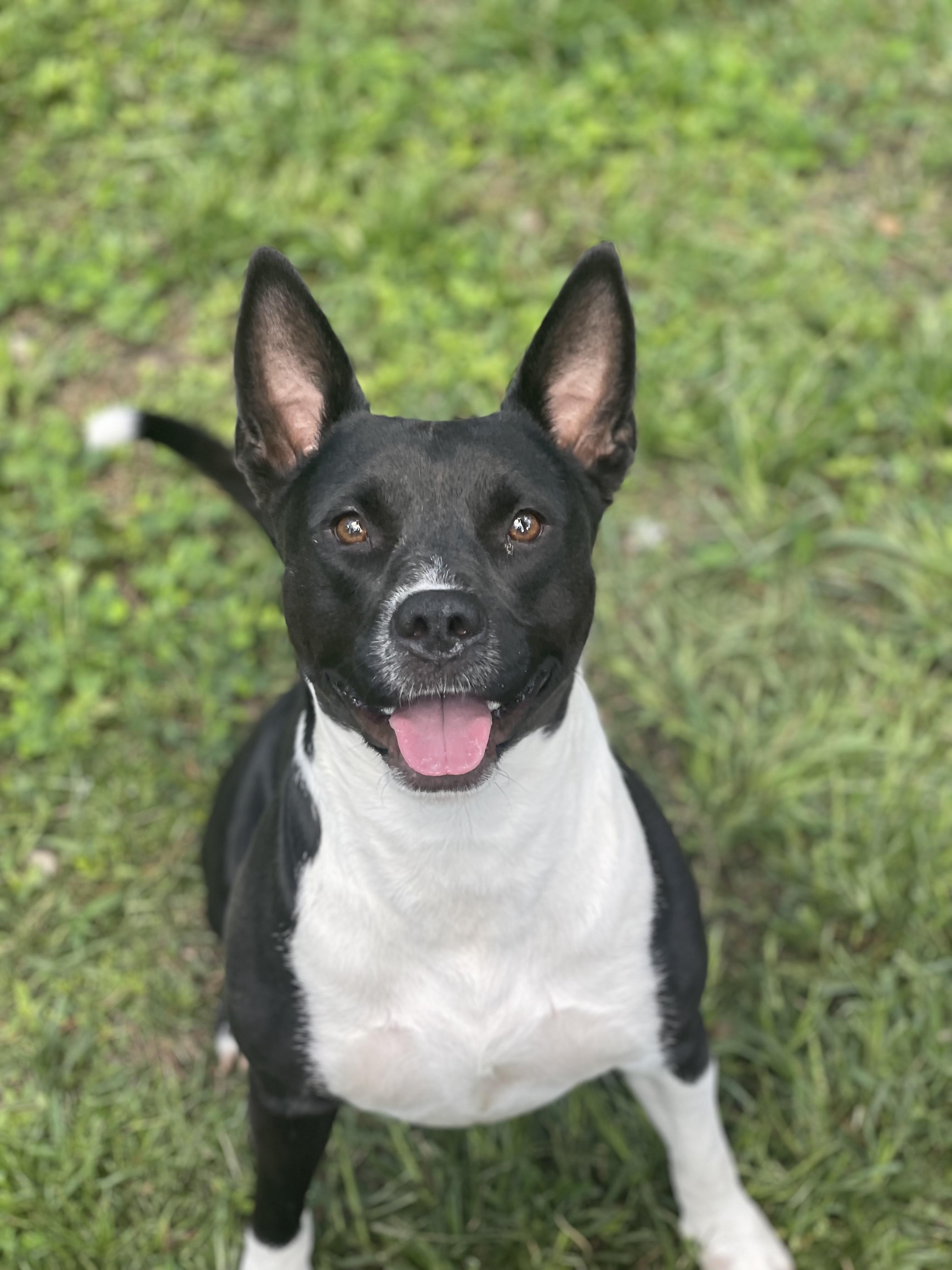 Lira, a Adoptable mixed breed in Baker, LA image 5/6