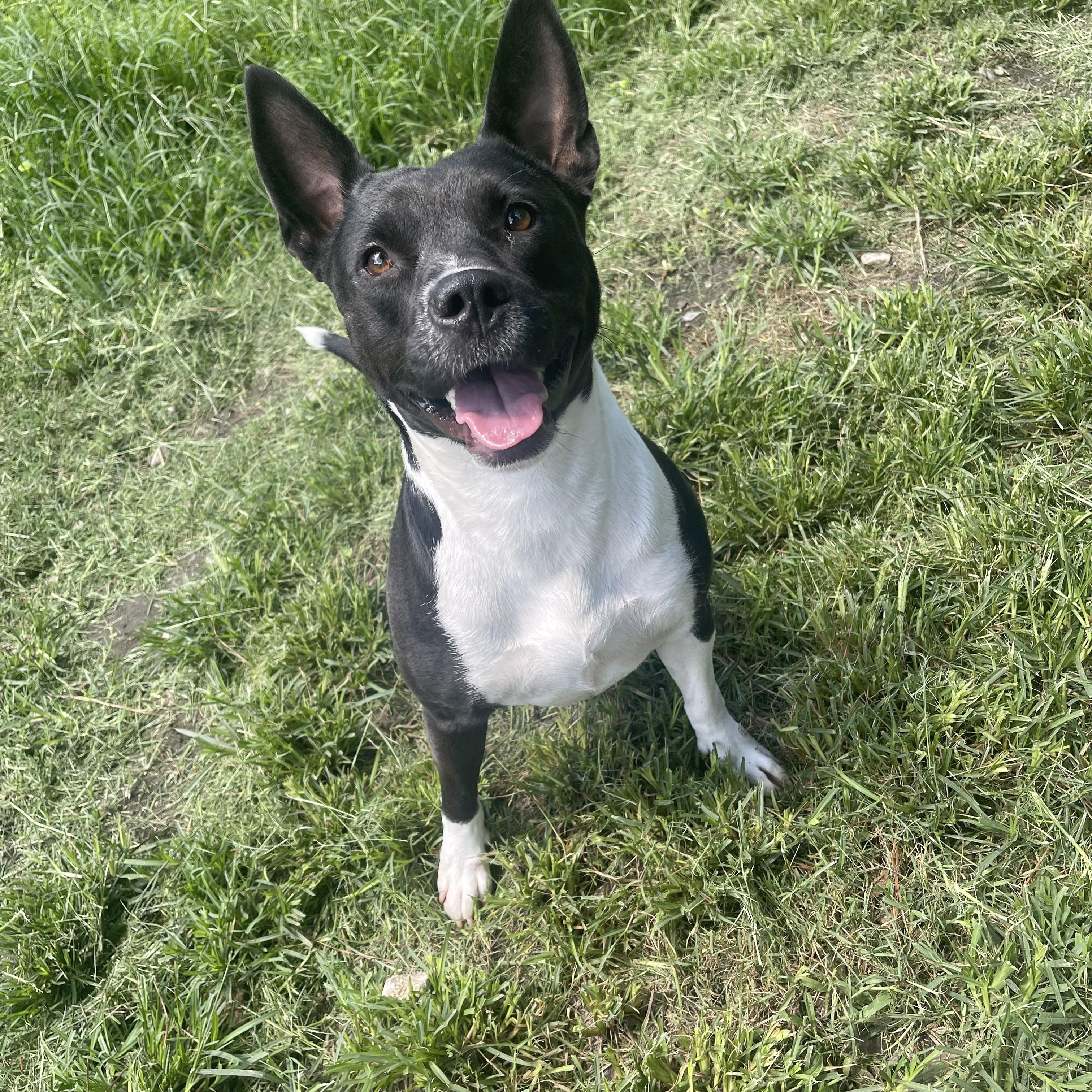 Lira, a Adoptable mixed breed in Baker, LA image 4/6