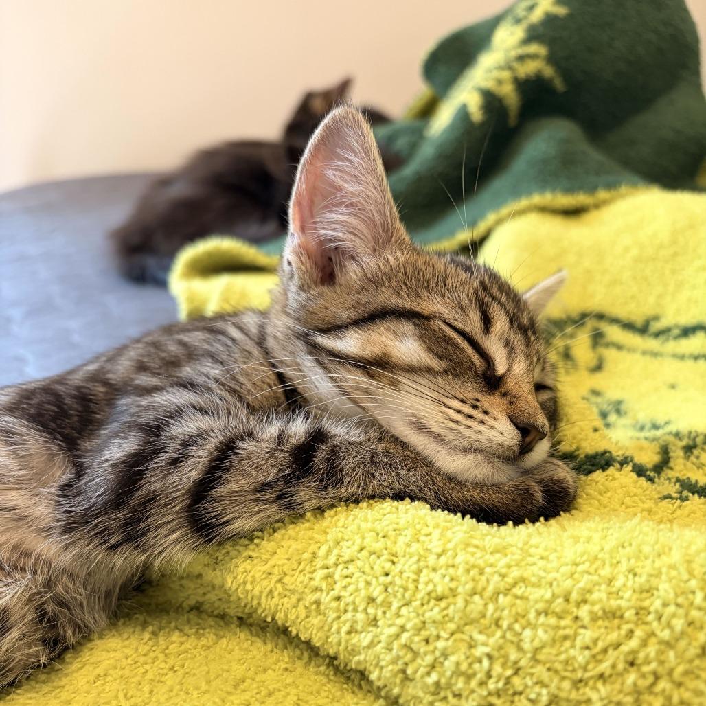 Libby - Adoptable Pet | Petfinder