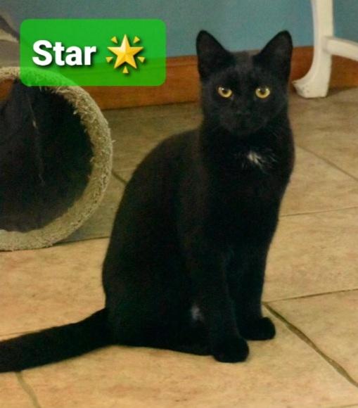 Star, Adopted, Kitten Male Domestic Short Hair.
