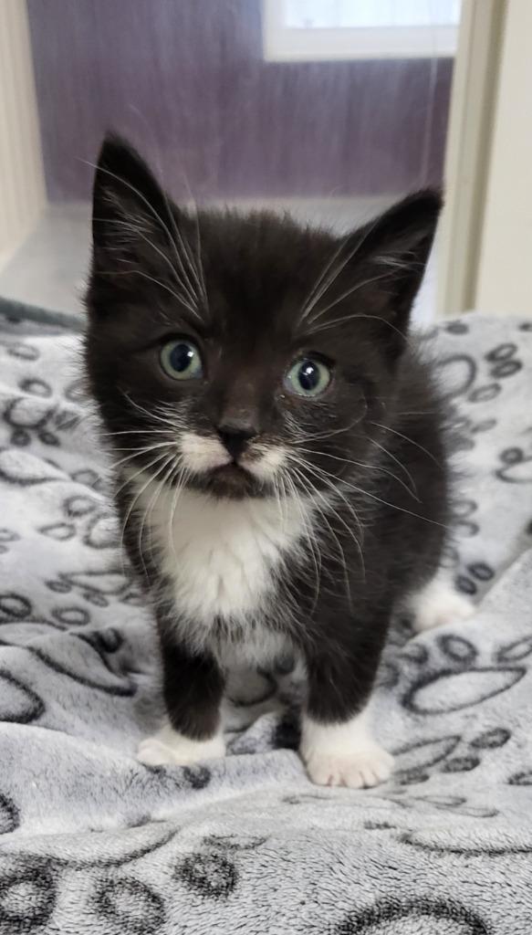 Lurch, a Adopted mixed breed in Medford, WI image 1/2