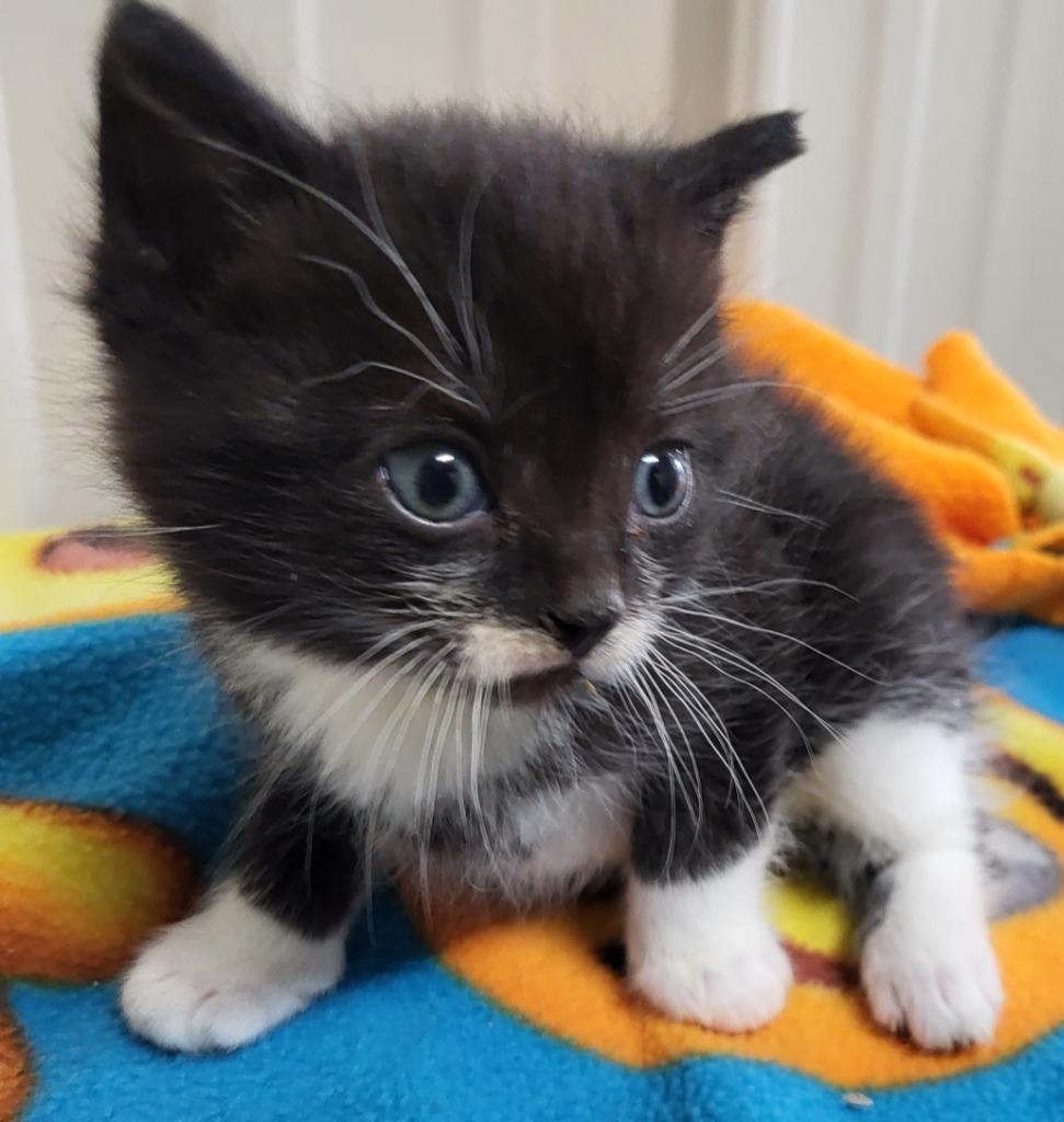Lurch, a Adopted mixed breed in Medford, WI image 2/2