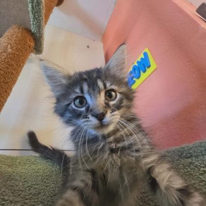 James, a Adoptable mixed breed in Scottsbluff, NE image 2/3
