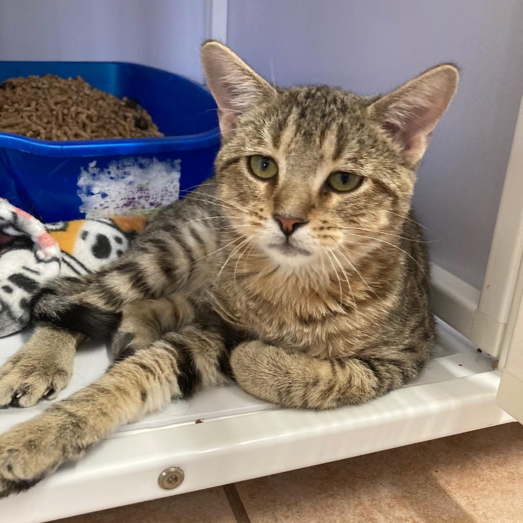 Cremini, Adoptable, Young Male Domestic Short Hair.