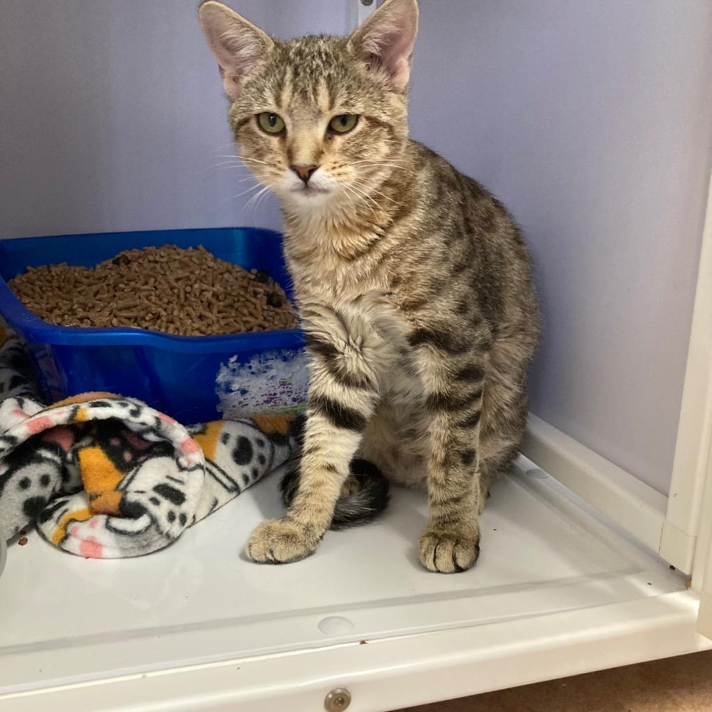 Enlarge Cremini, a Adoptable mixed breed in Peoria, AZ image 2/2