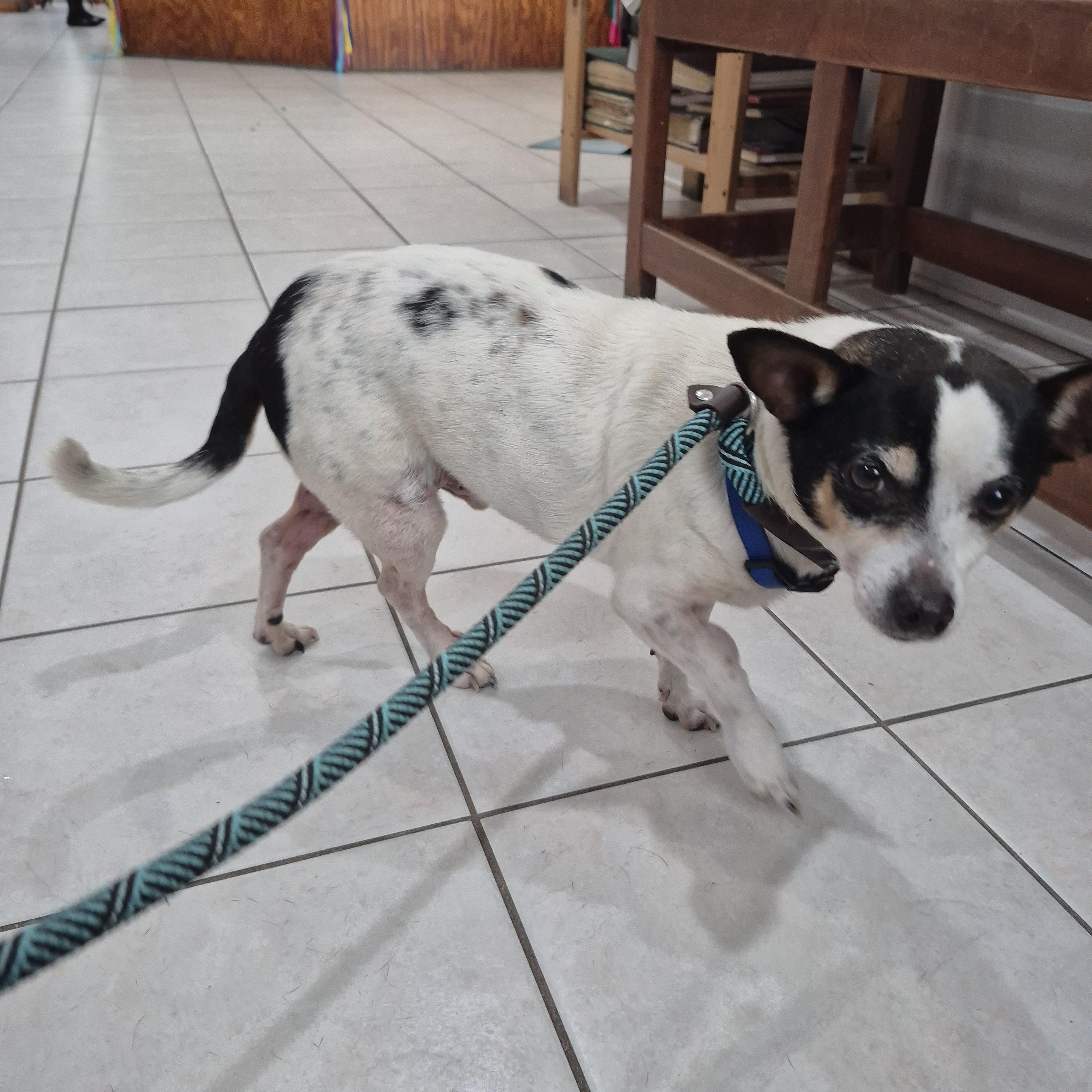 Rango, a ADOPTABLE mixed breed in Chesapeake, VA image 2/4