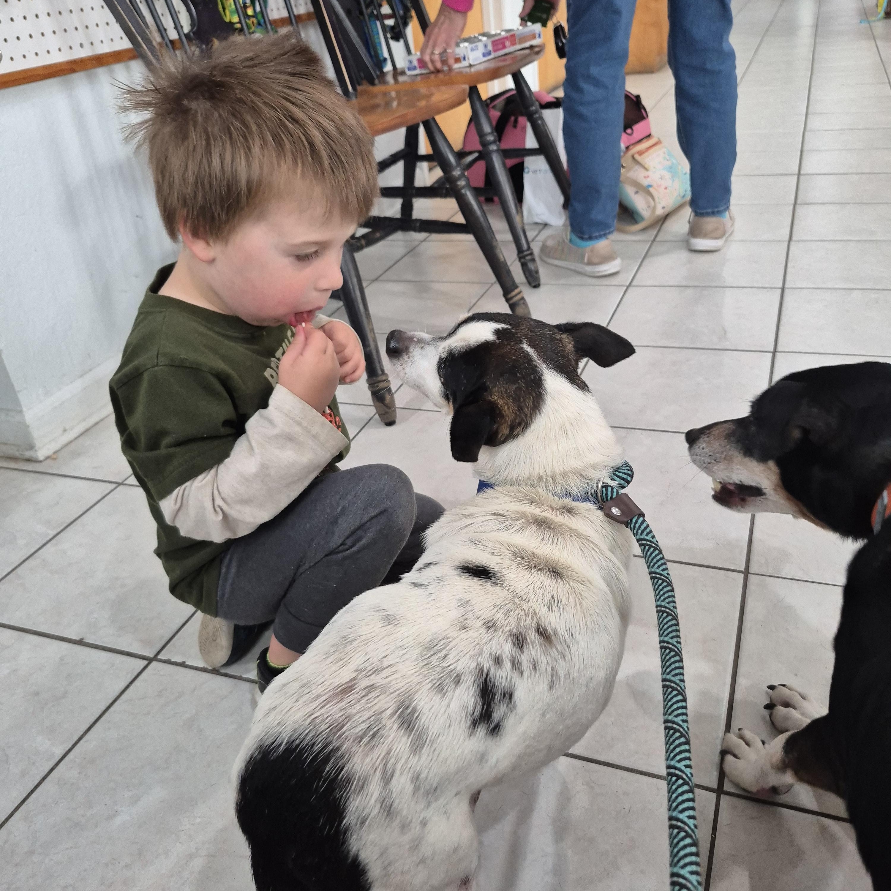 Rango, a ADOPTABLE mixed breed in Chesapeake, VA image 4/4