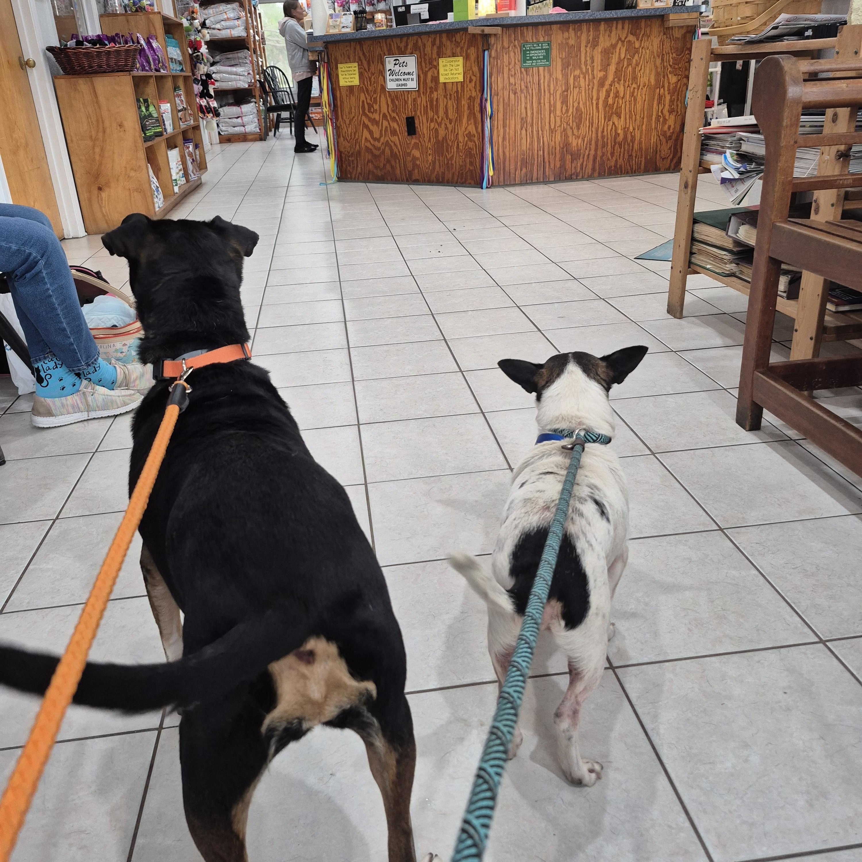 Rango, a ADOPTABLE mixed breed in Chesapeake, VA image 3/4