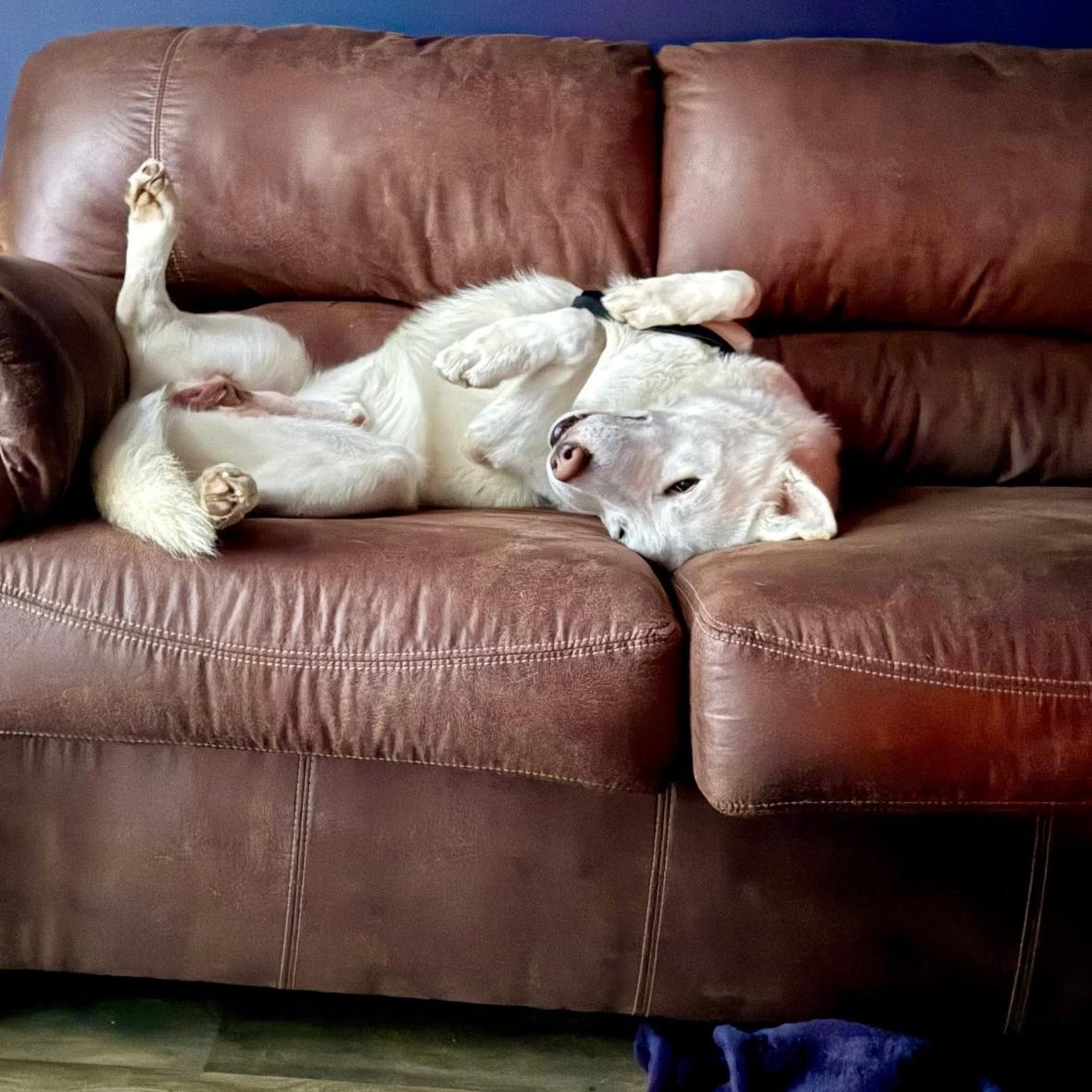 Enlarge Gillman, a ADOPTABLE mixed breed in York, PA image 3/5