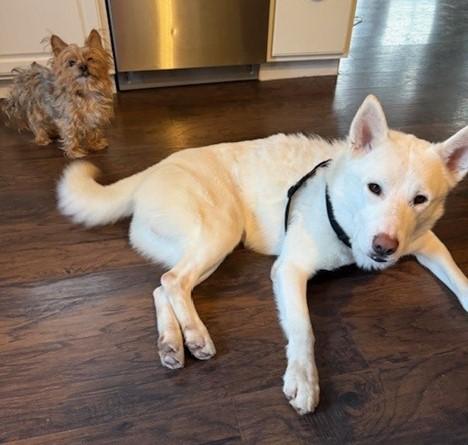 Enlarge Gillman, a ADOPTABLE mixed breed in York, PA image 5/5