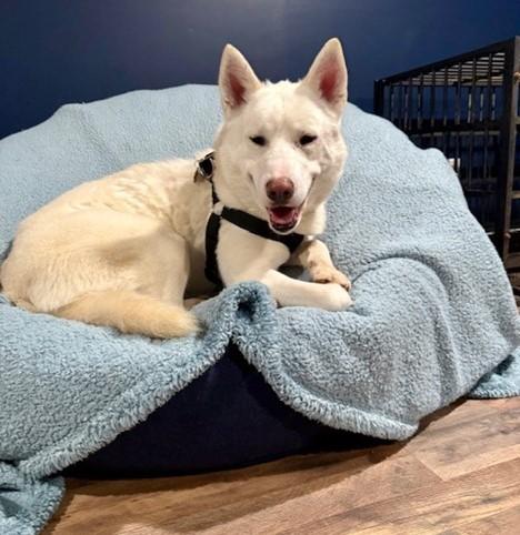 Enlarge Gillman, a ADOPTABLE mixed breed in York, PA image 4/5