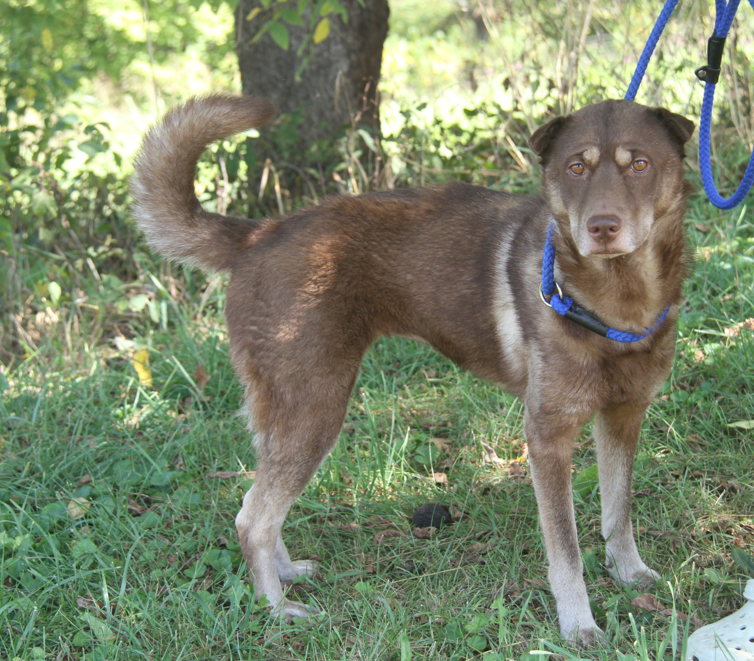Simone (Spayed) (Outdoor Photos 8/30/2024) photo 1