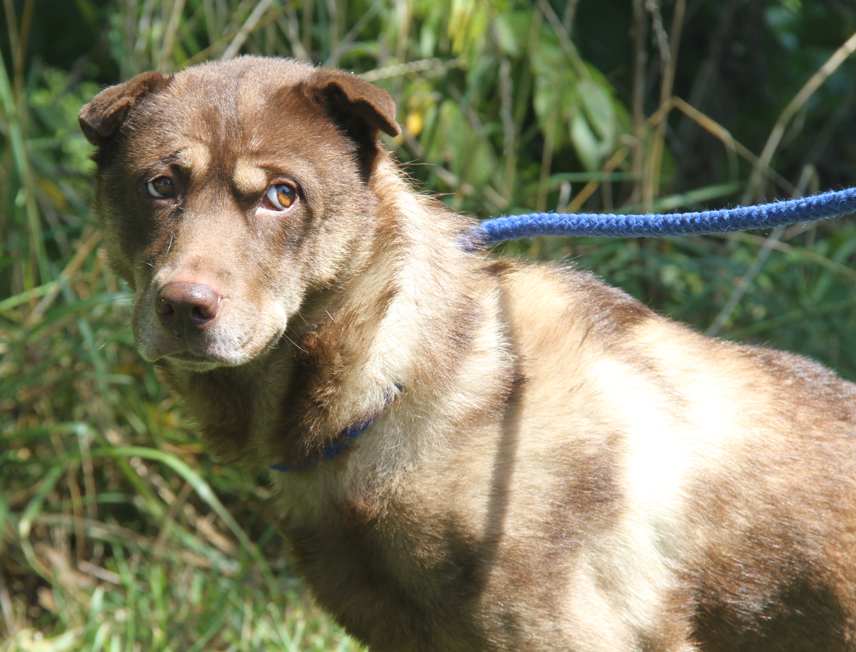 Simone (Spayed) (Outdoor Photos 8/30/2024) photo 4