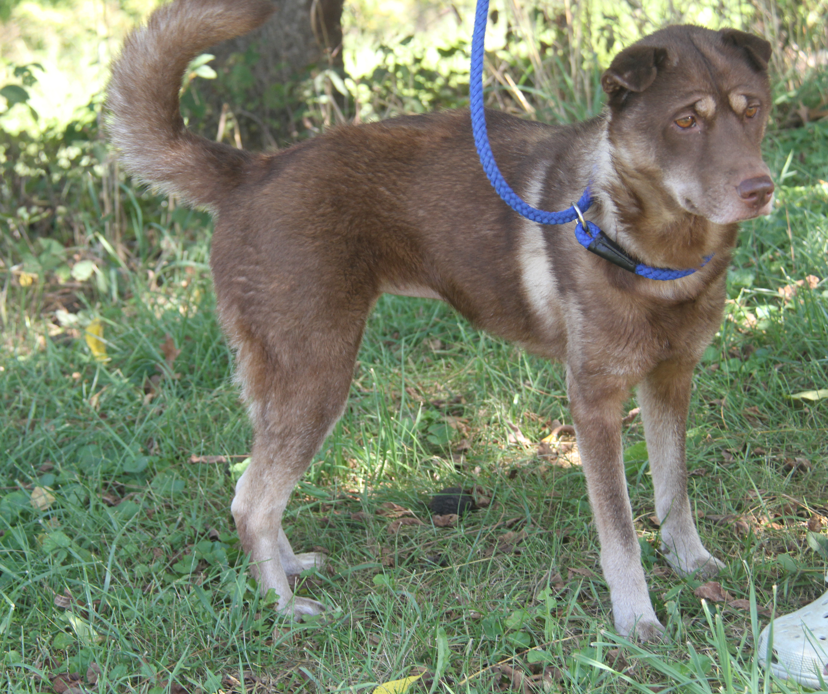 Simone (Spayed) (Outdoor Photos 8/30/2024) photo 2
