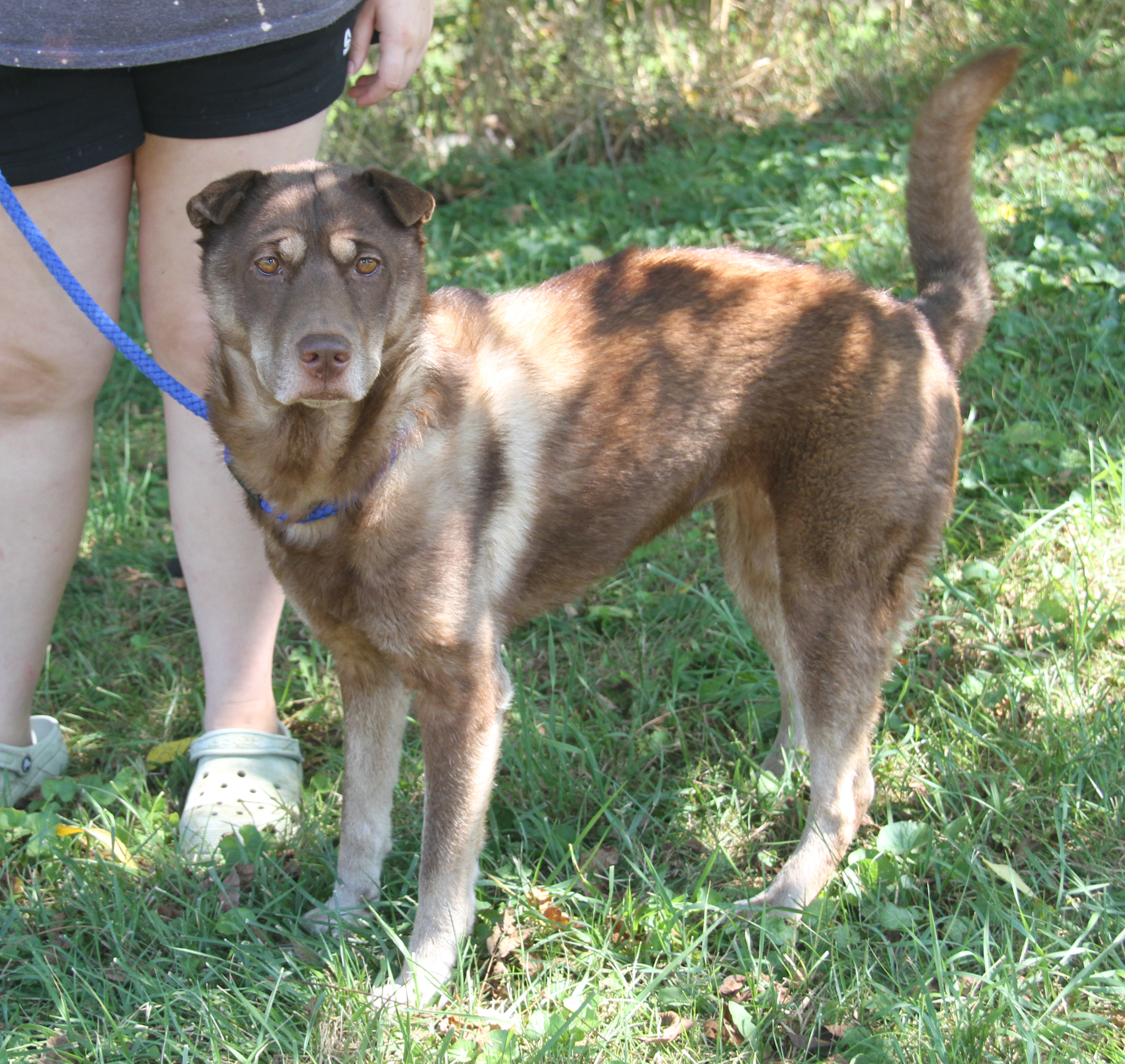 Simone (Spayed) (Outdoor Photos 8/30/2024) photo 3