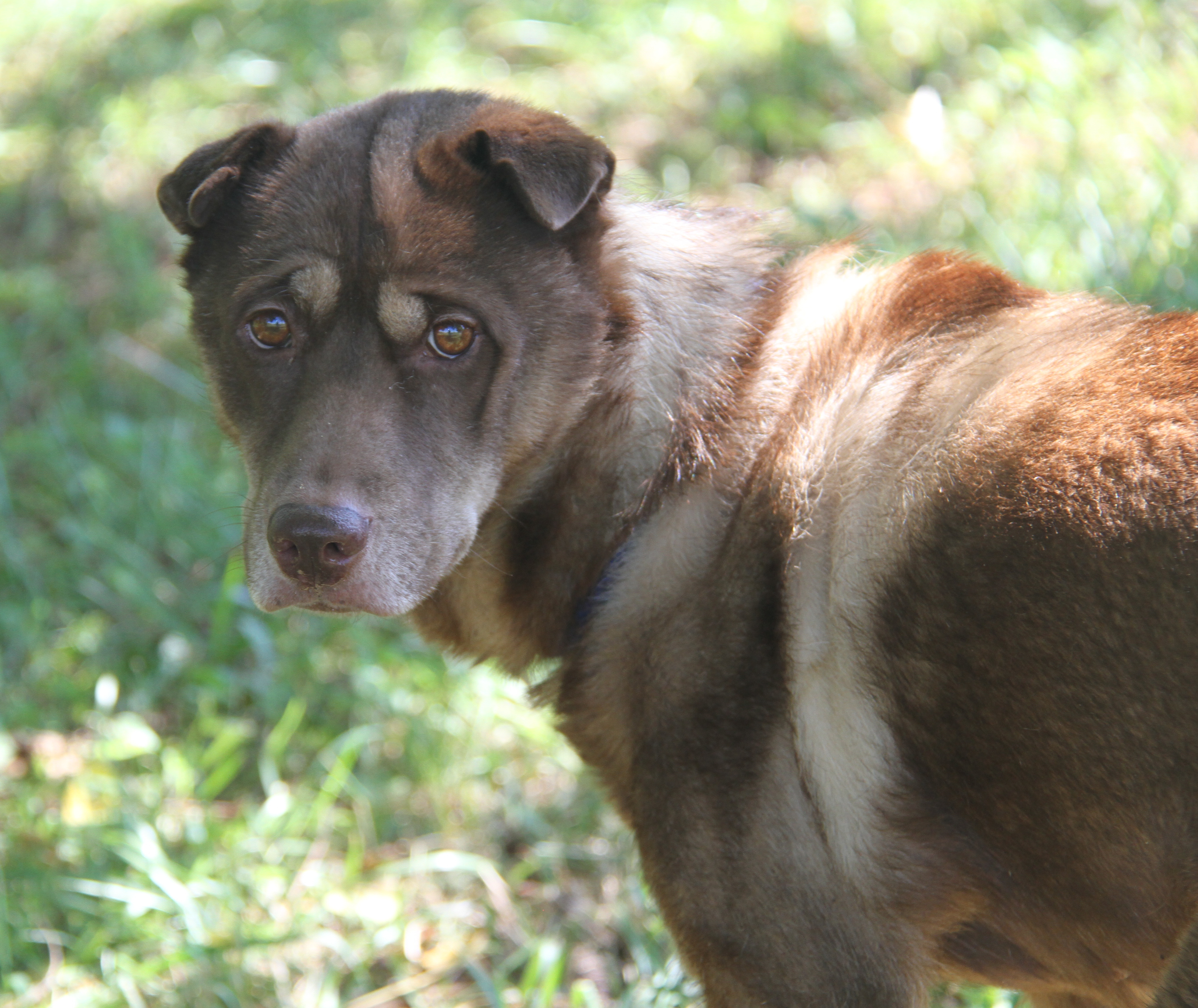 Simone (Spayed) (Outdoor Photos 8/30/2024) photo 5
