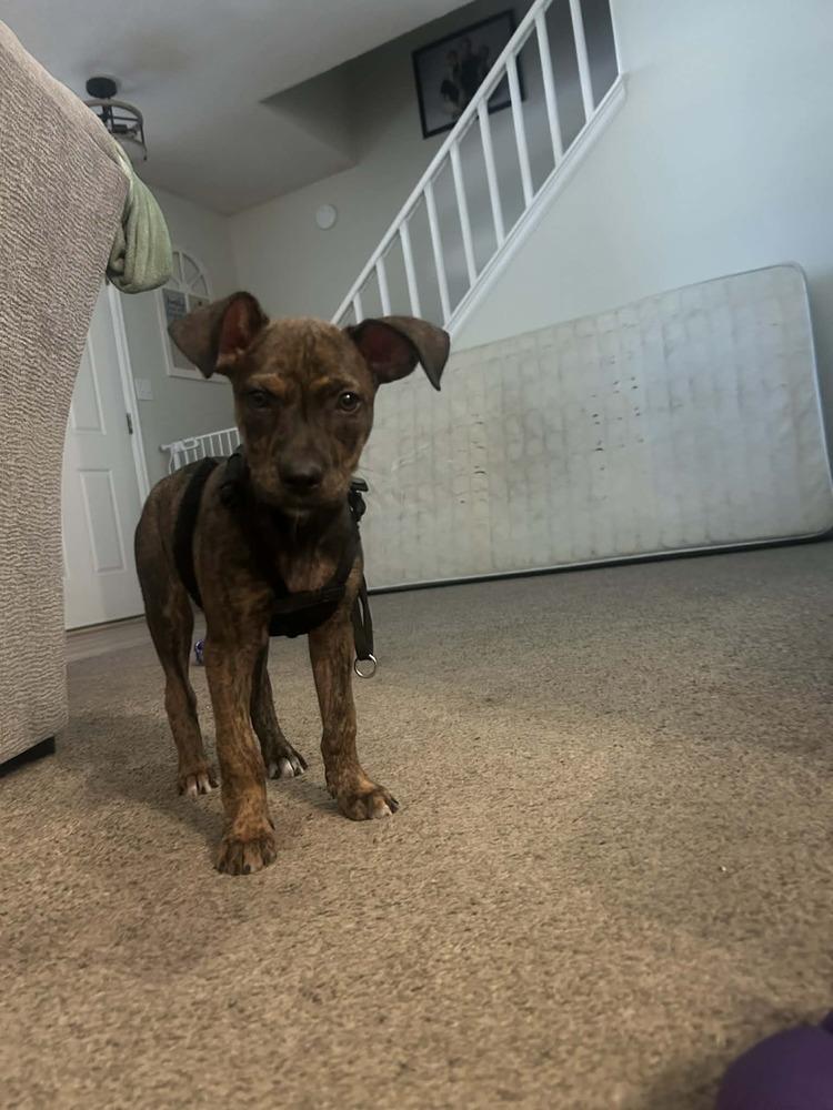 Enlarge Meadow, a Adoptable mixed breed in Colorado Springs, CO image 1/3