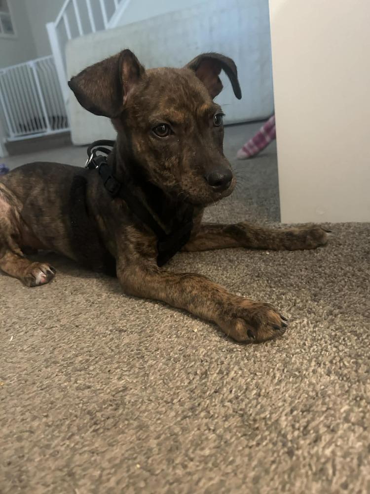 Enlarge Meadow, a Adoptable mixed breed in Colorado Springs, CO image 2/3