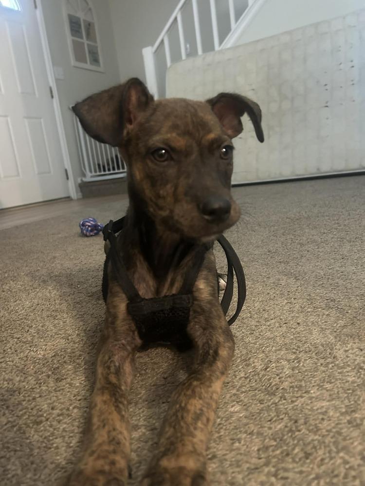 Enlarge Meadow, a Adoptable mixed breed in Colorado Springs, CO image 3/3