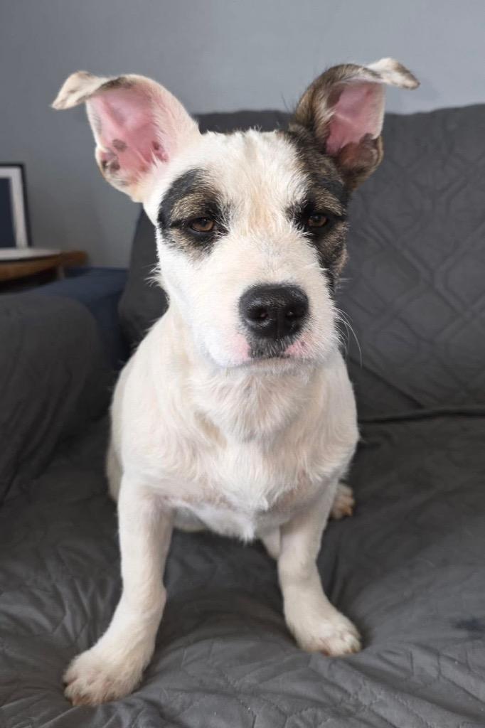 Cuddlebug, Adoptable, Puppy Female Shih Tzu & Pit Bull Terrier.