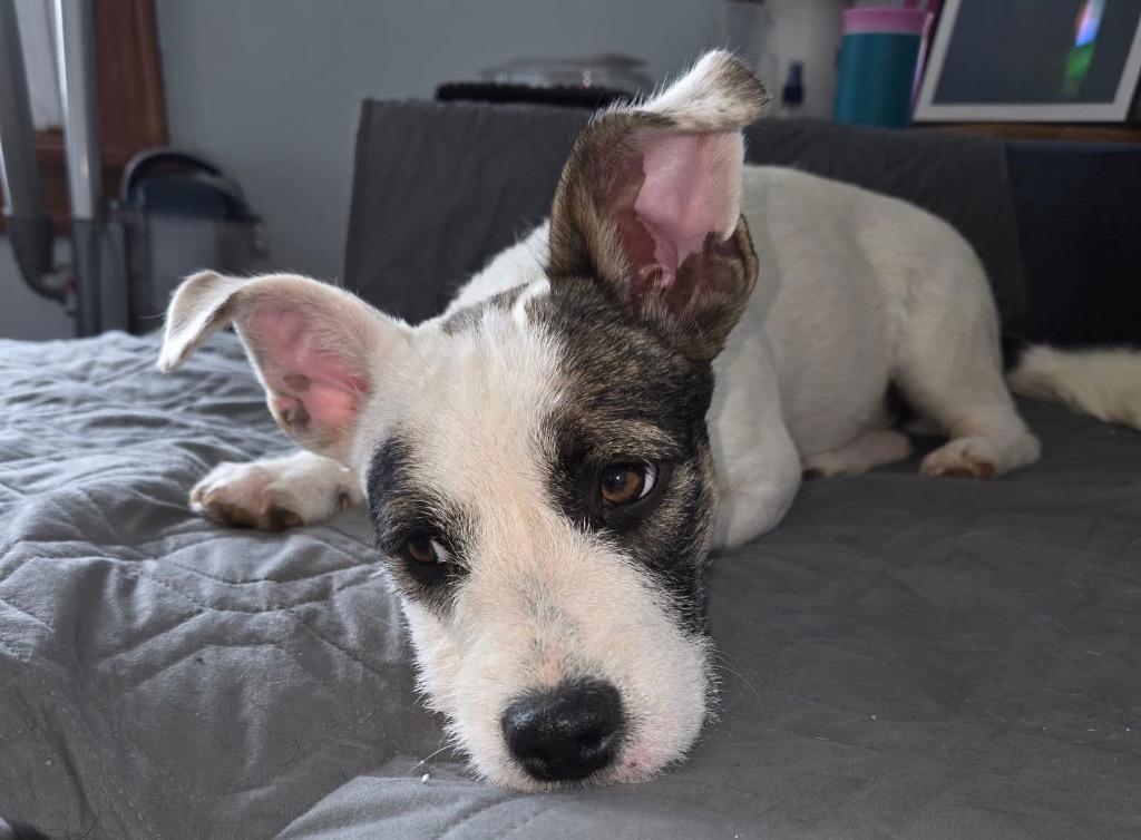 Enlarge Cuddlebug, a Adoptable mixed breed in Bristol, WI image 2/6