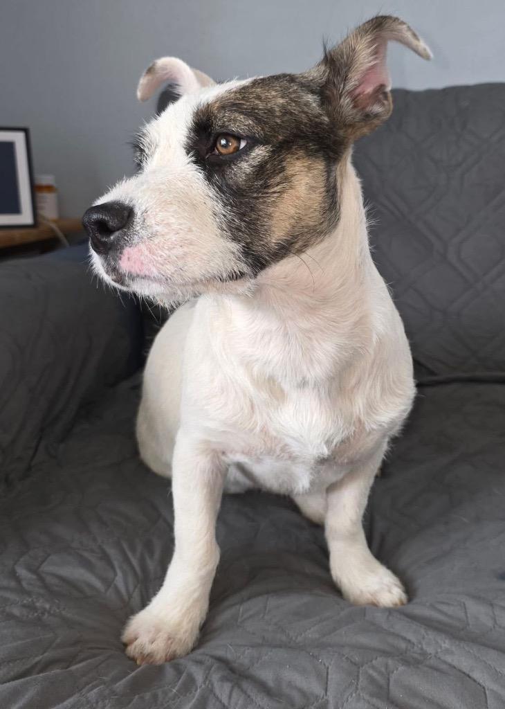 Enlarge Cuddlebug, a Adoptable mixed breed in Bristol, WI image 3/6