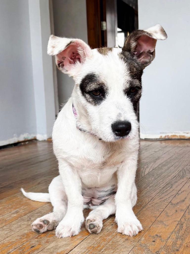 Enlarge Cuddlebug, a Adoptable mixed breed in Bristol, WI image 4/6