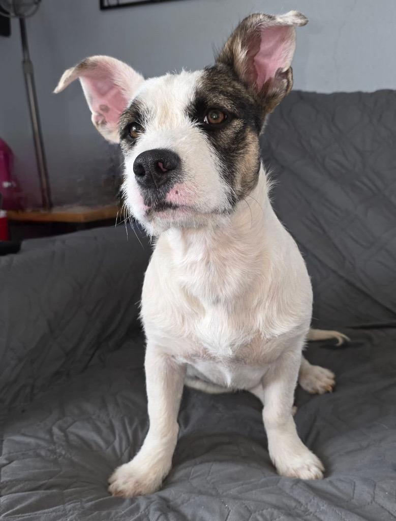 Enlarge Cuddlebug, a Adoptable mixed breed in Bristol, WI image 5/6