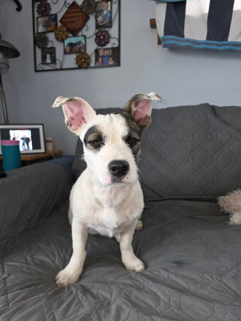 Enlarge Cuddlebug, a Adoptable mixed breed in Bristol, WI image 6/6