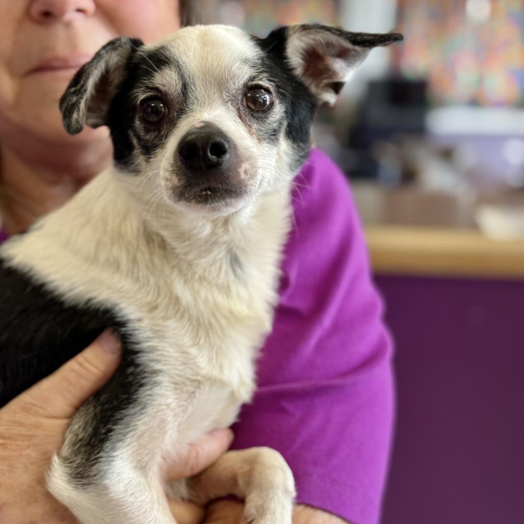 Todo, Adoptable, Adult Male Rat Terrier & Chihuahua.