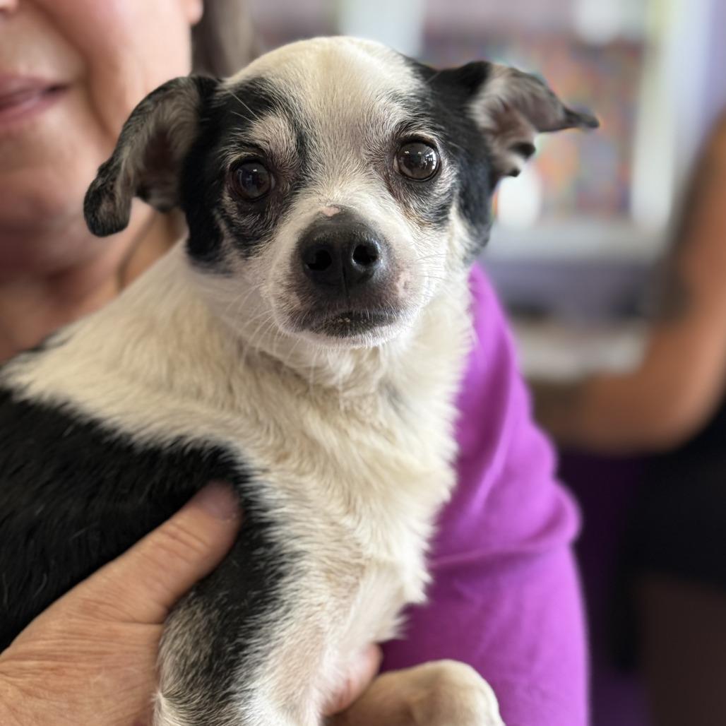 Enlarge Todo, a Adoptable mixed breed in Fresno, CA image 2/2