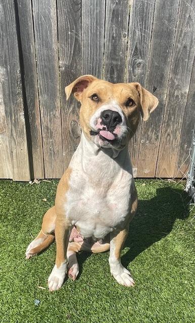 Enlarge Callie Lillie, a Adoptable Pit Bull Terrier in Fort Worth, TX image 1/5