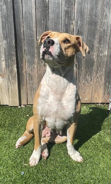 Enlarge Callie Lillie, a Adoptable Pit Bull Terrier in Fort Worth, TX image 2/5