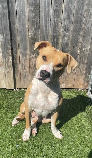 Enlarge Callie Lillie, a Adoptable Pit Bull Terrier in Fort Worth, TX image 4/5