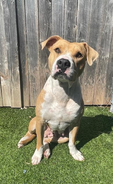 Callie Lillie, a Adoptable Pit Bull Terrier in Fort Worth, TX image 3/5