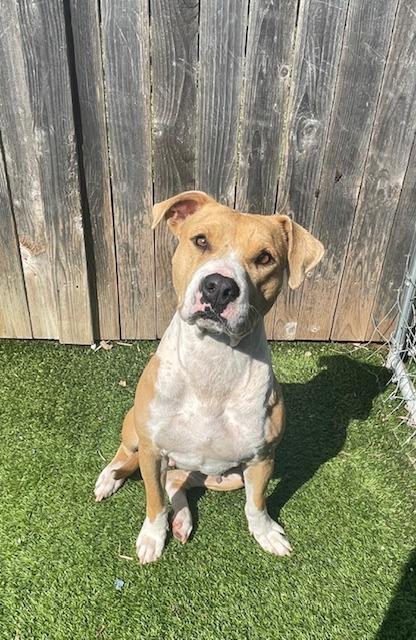 Callie Lillie, a Adoptable Pit Bull Terrier in Fort Worth, TX image 5/5