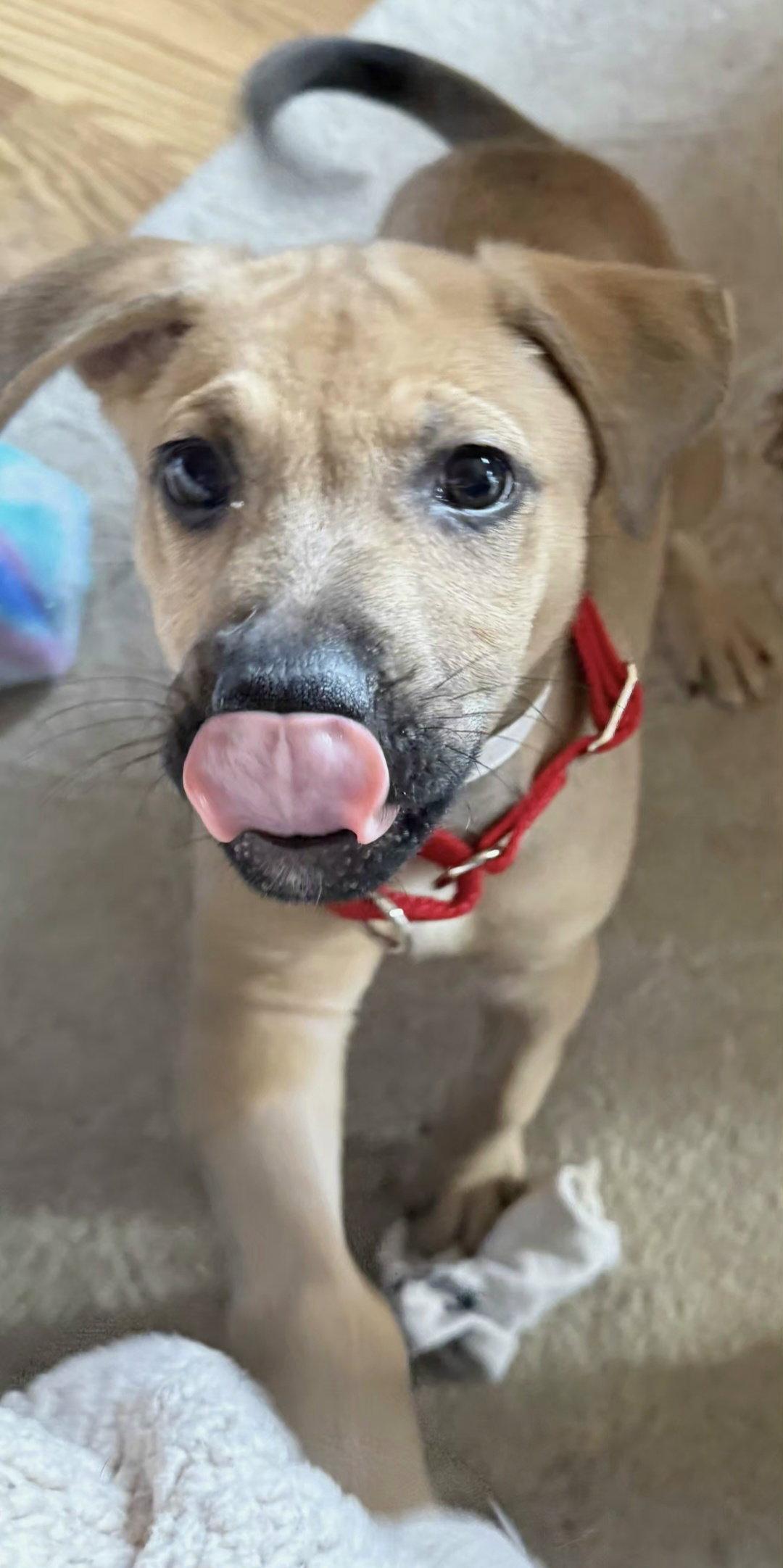 Alfie, Adoptable, Puppy Male Pit Bull Terrier & Shepherd.